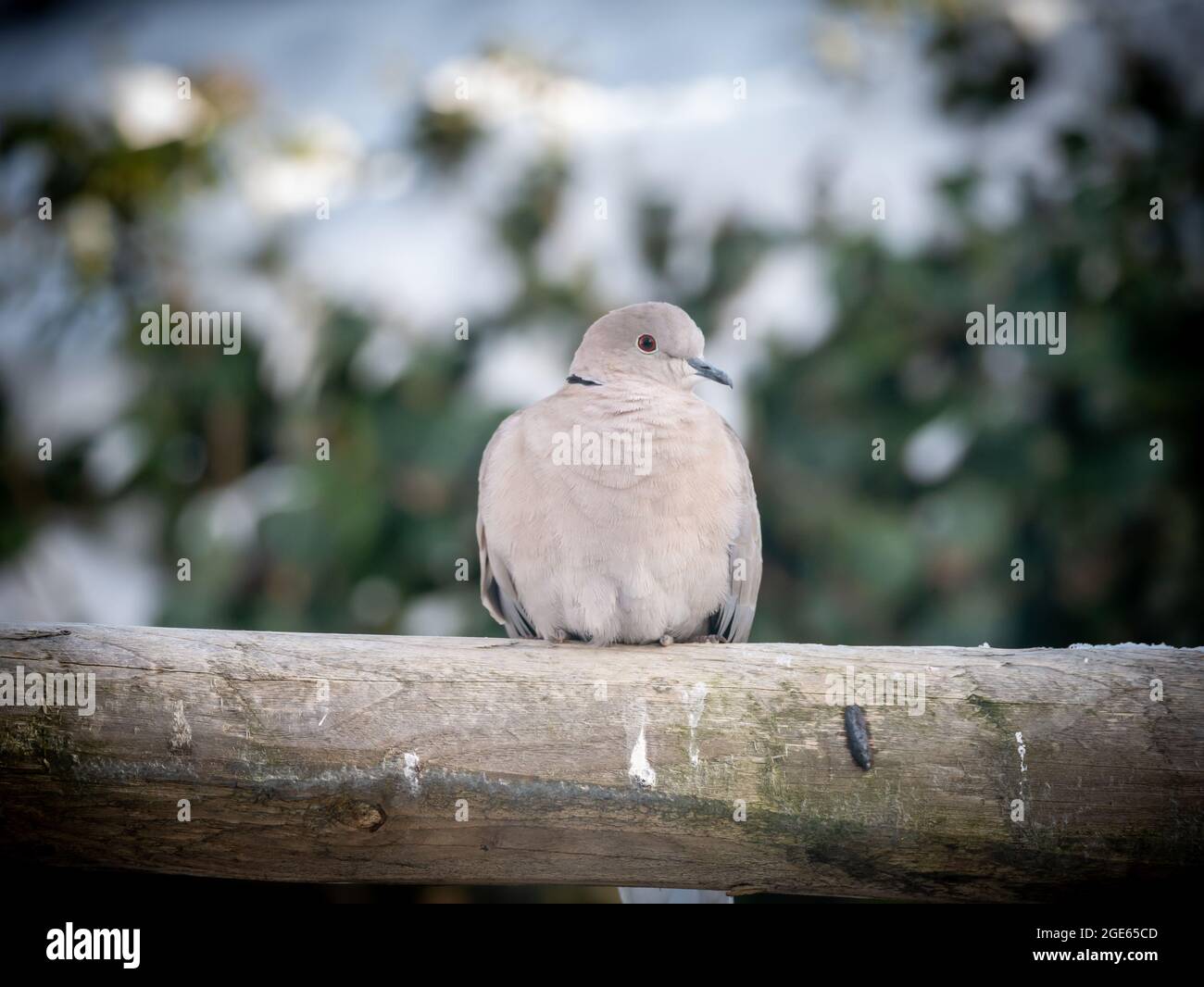 Collared dove, Streptopelia decaocto, perching on wooden fence, Netherlands Stock Photo