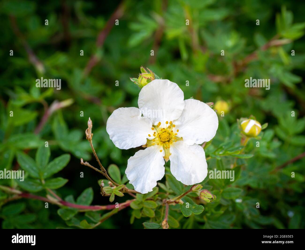 Shrubby cinquefoil, Dasiphora fruticosa syn Potentilla fruticosa Abbotswood, close up of white flower with five petals in spring, Netherlands Stock Photo