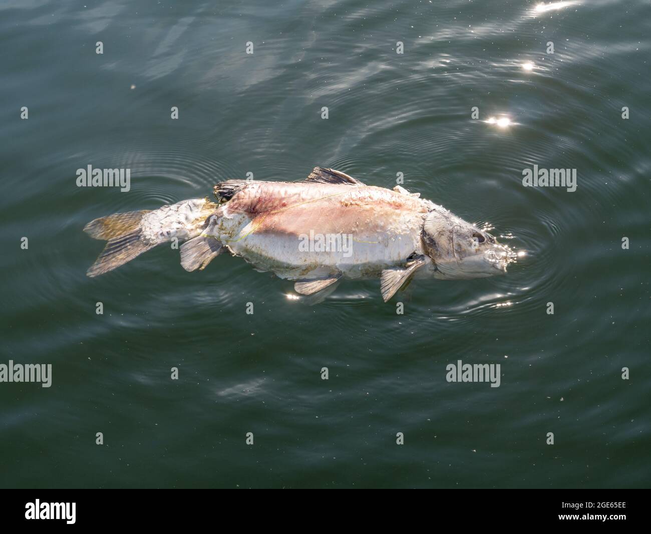Common carp, Cyprinus carpio, dead fish floating in water, Haringvliet, Netherlands Stock Photo