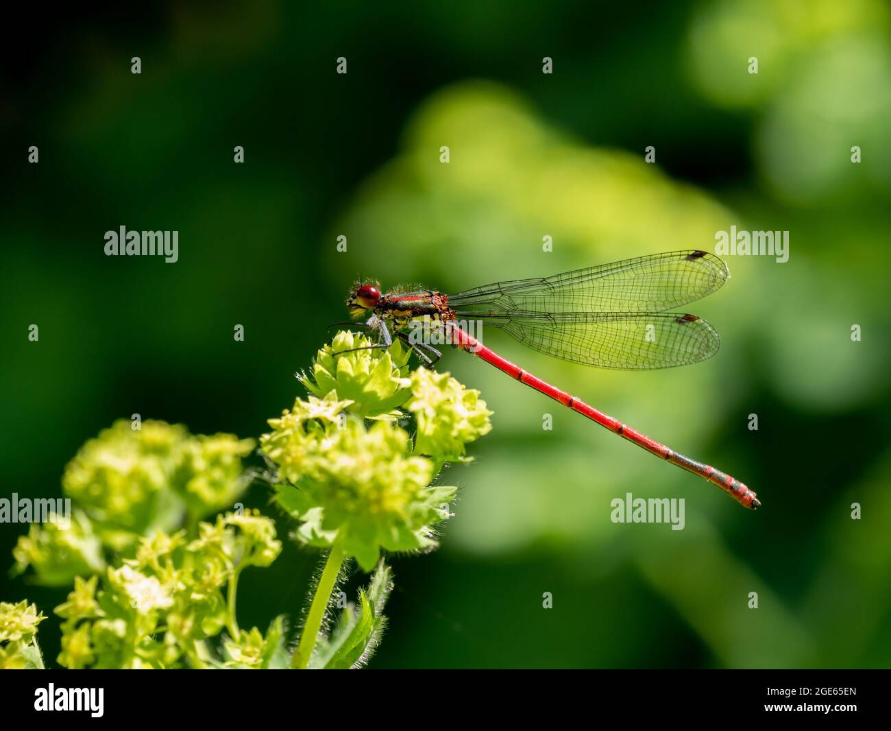 Large red damselfly, Pyrrhosoma nymphula, resting on flower bud of Lady's mantle, Alchemilla mollis Stock Photo