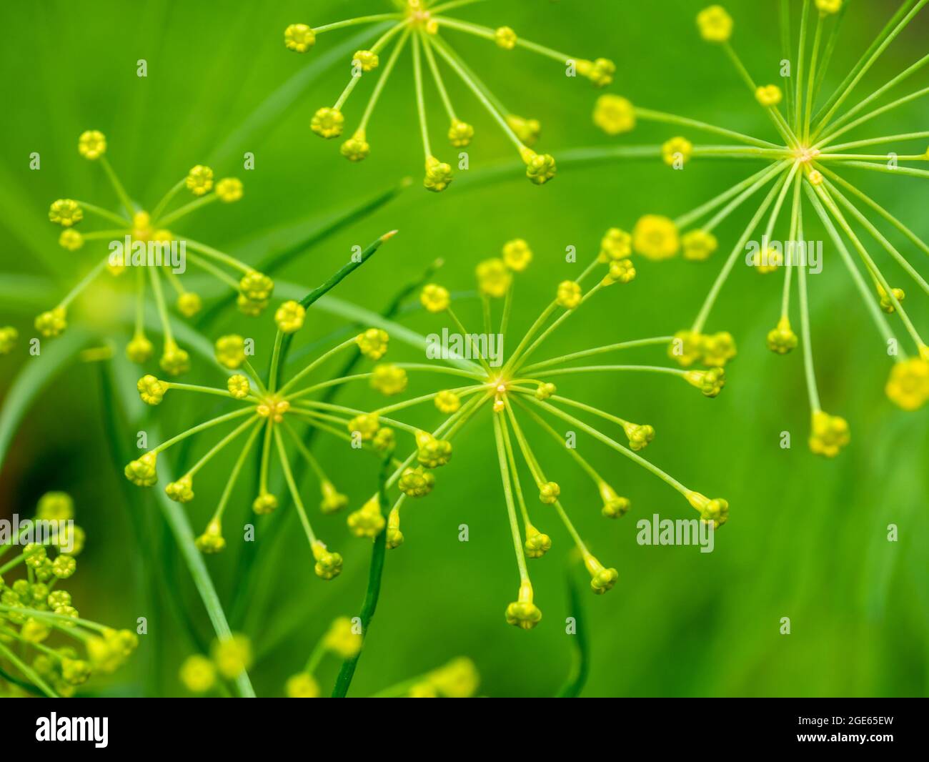 Dill, Anethum graveolens, close-up of buds and flowers of annual herb in garden, Netherlands Stock Photo