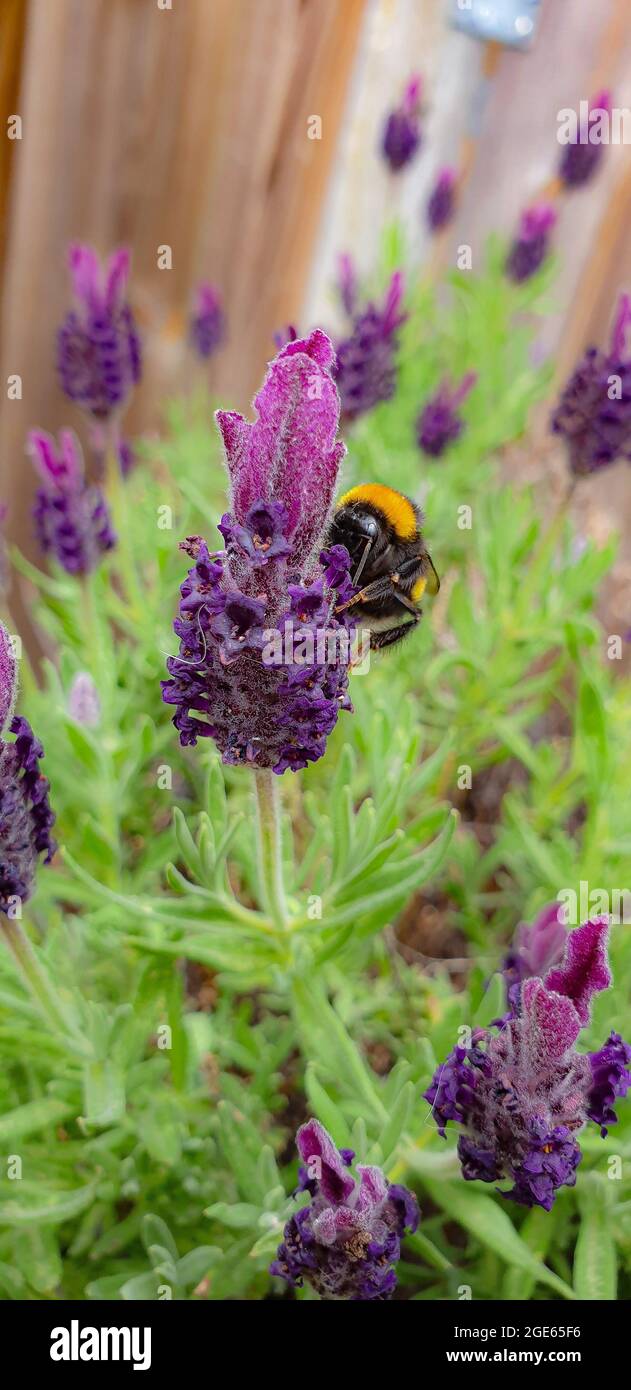 a bumble bee on an adventure Stock Photo