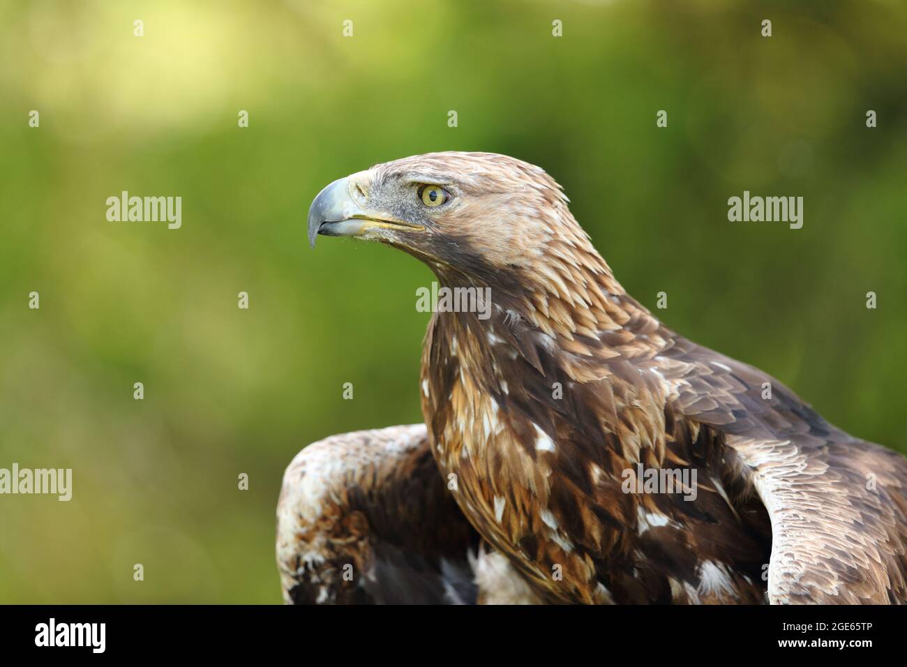 Forest eagle eye view hi-res stock photography and images - Alamy