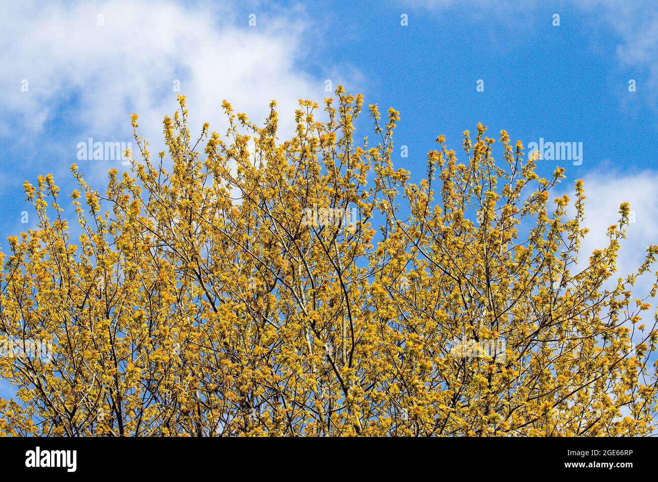 Carolina poplar, populus canadensis Stock Photo Alamy