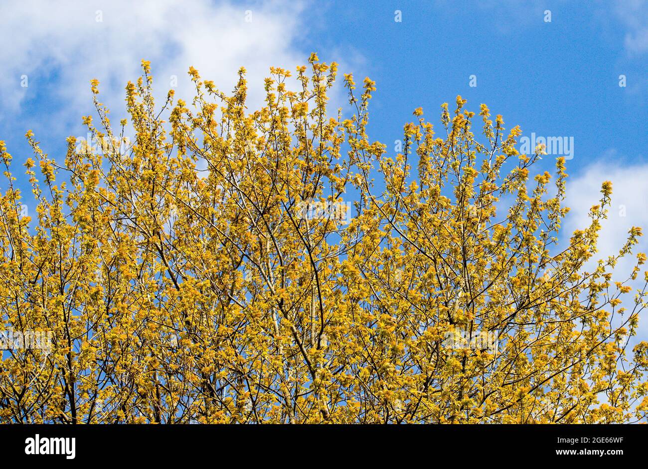 Carolina poplar, populus canadensis Stock Photo Alamy