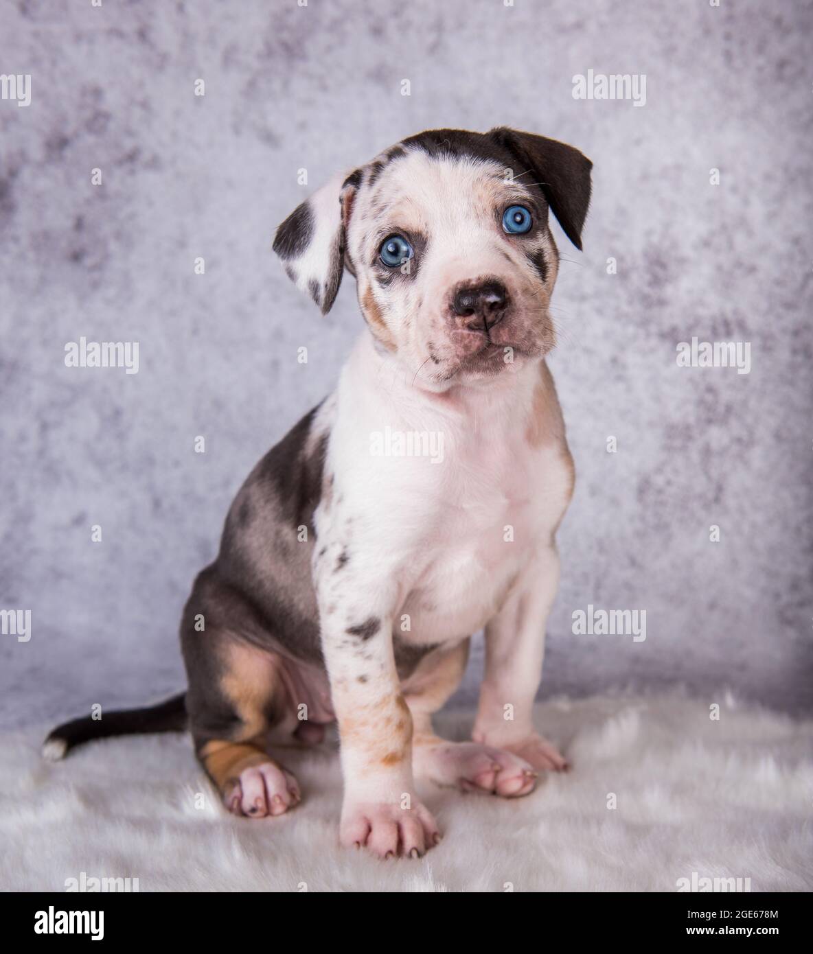 Louisiana Catahoula Leopard Dog puppy sitting on gray Stock Photo - Alamy