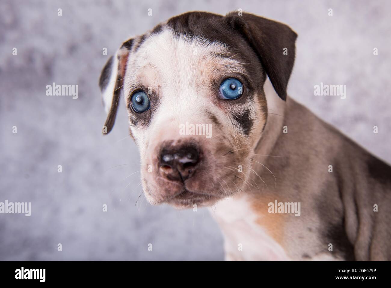Louisiana Catahoula Leopard Dog puppy close up portrait Stock Photo - Alamy