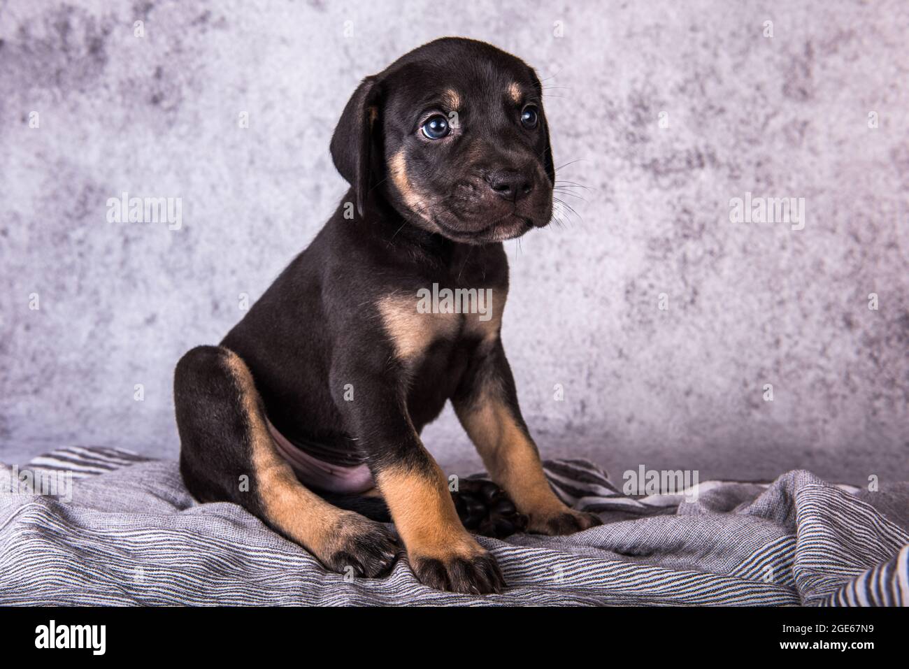 Louisiana Catahoula Leopard Dog puppy sitting on gray Stock Photo - Alamy