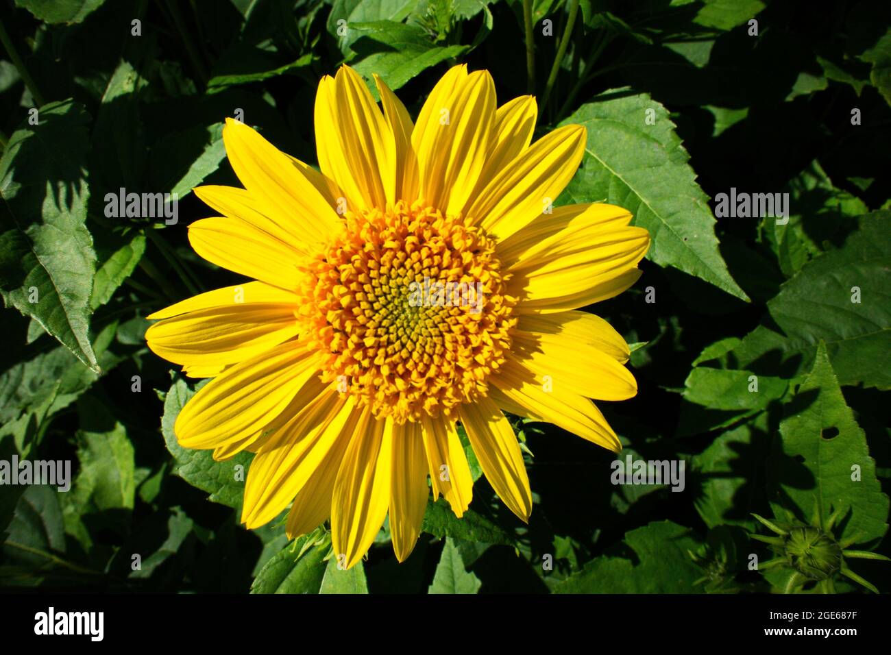 Helianthus meteor hi-res stock photography and images - Alamy