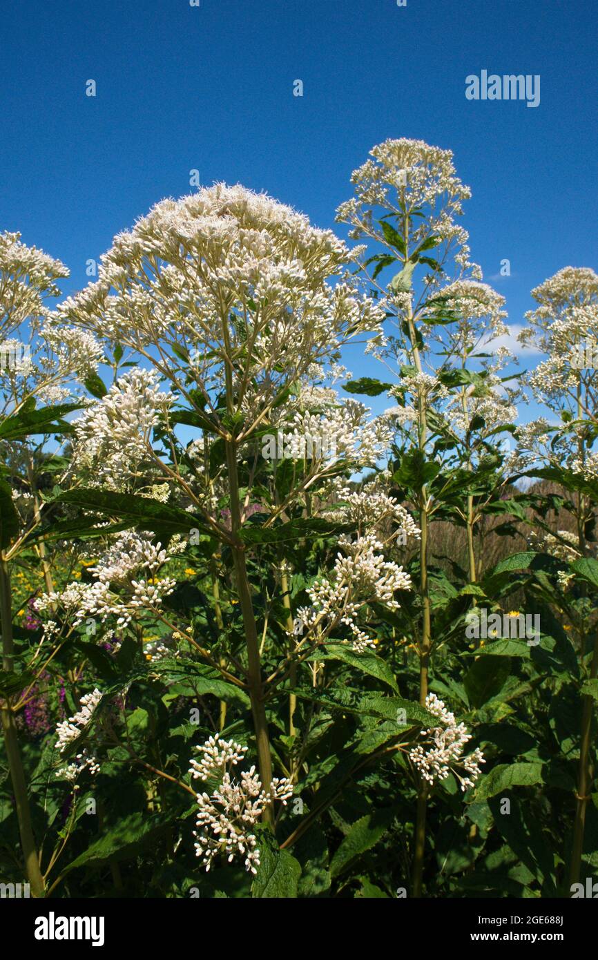 Tall white flowers hires stock photography and images Alamy