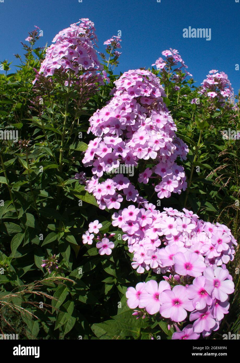 Phlox flower Stock Photo