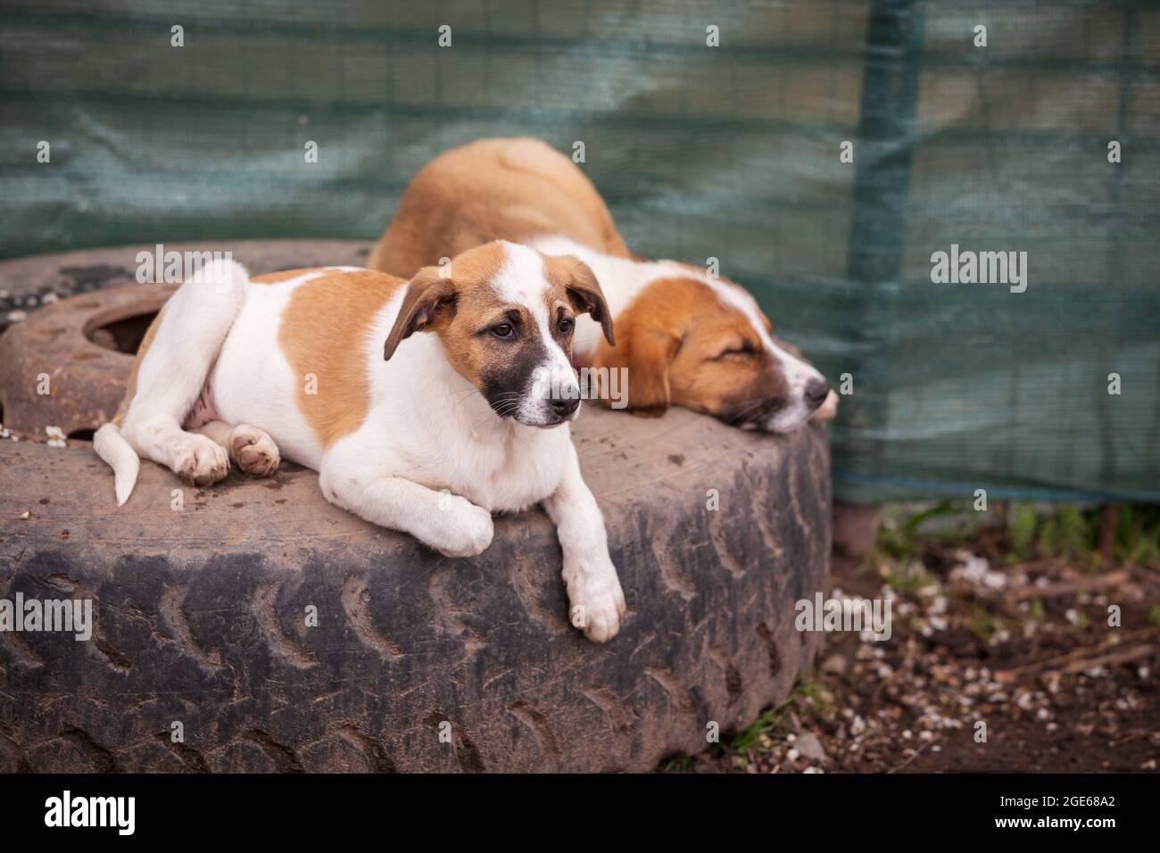 Two small red and white dog puppies with sad eyes in the shelter for adoption Stock Photo