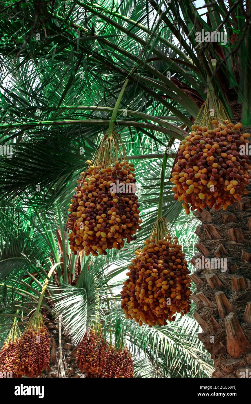 palm trees with dates in QATAR FARMS QATAR Stock Photo Alamy