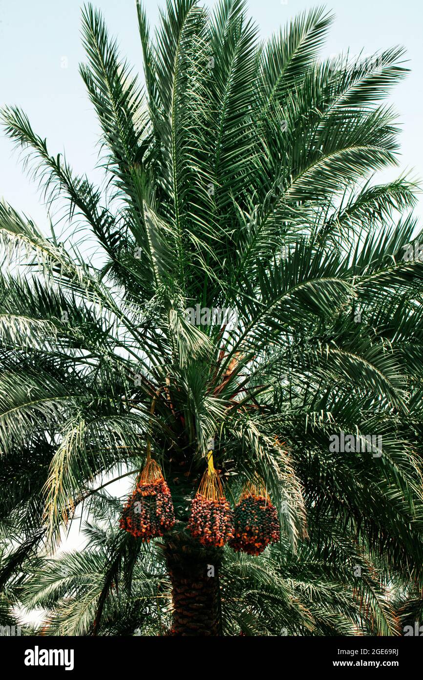 palm trees with dates in QATAR FARMS QATAR Stock Photo Alamy