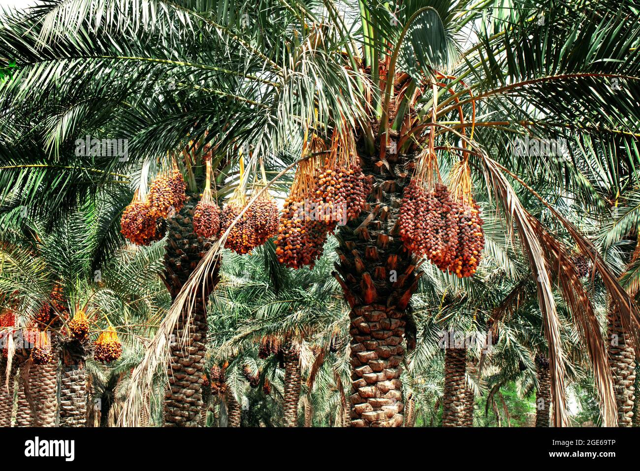 palm trees with dates in QATAR FARMS QATAR Stock Photo Alamy