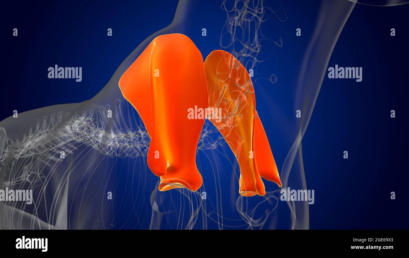 Scapula Bones Dog skeleton Anatomy For Medical Concept 3D Illustration