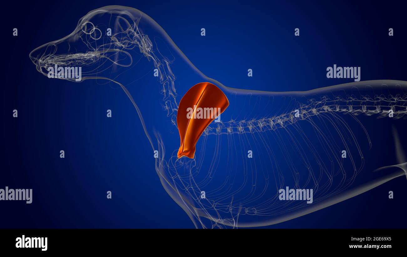 Scapula Bones Dog skeleton Anatomy For Medical Concept 3D Illustration