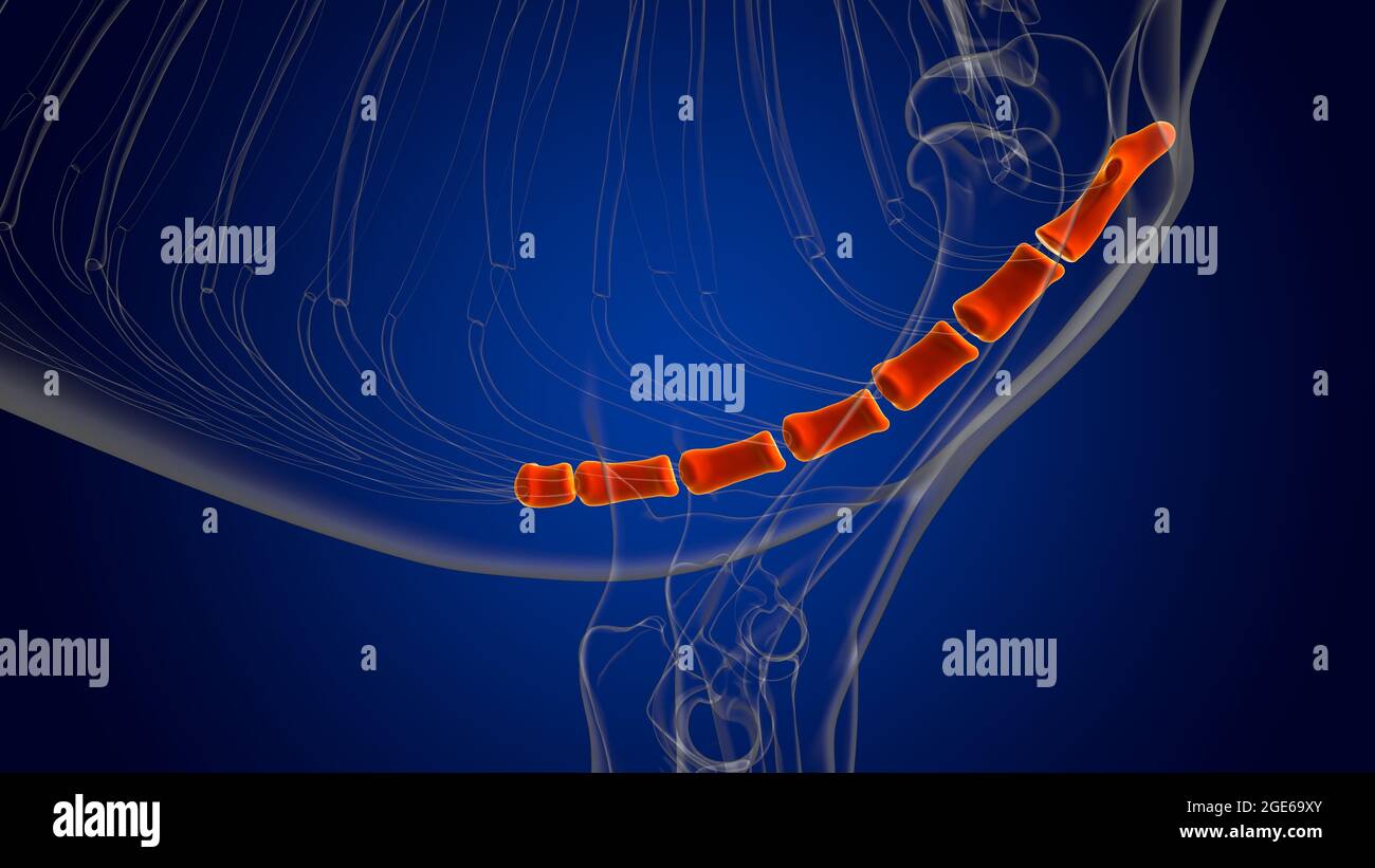 Sternum Bones Dog skeleton Anatomy For Medical Concept 3D Illustration