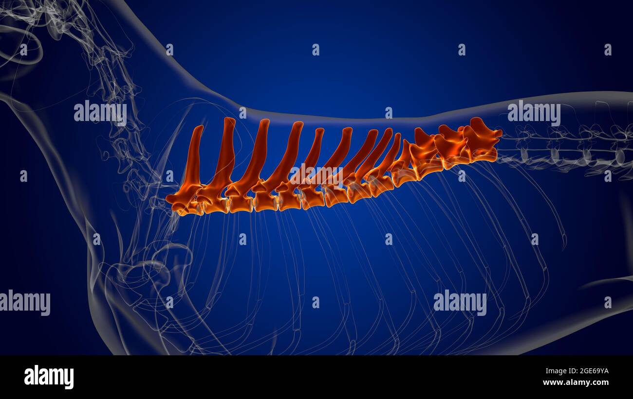 Thoracic Vertebrae Bones Dog skeleton Anatomy For Medical Concept 3D ...