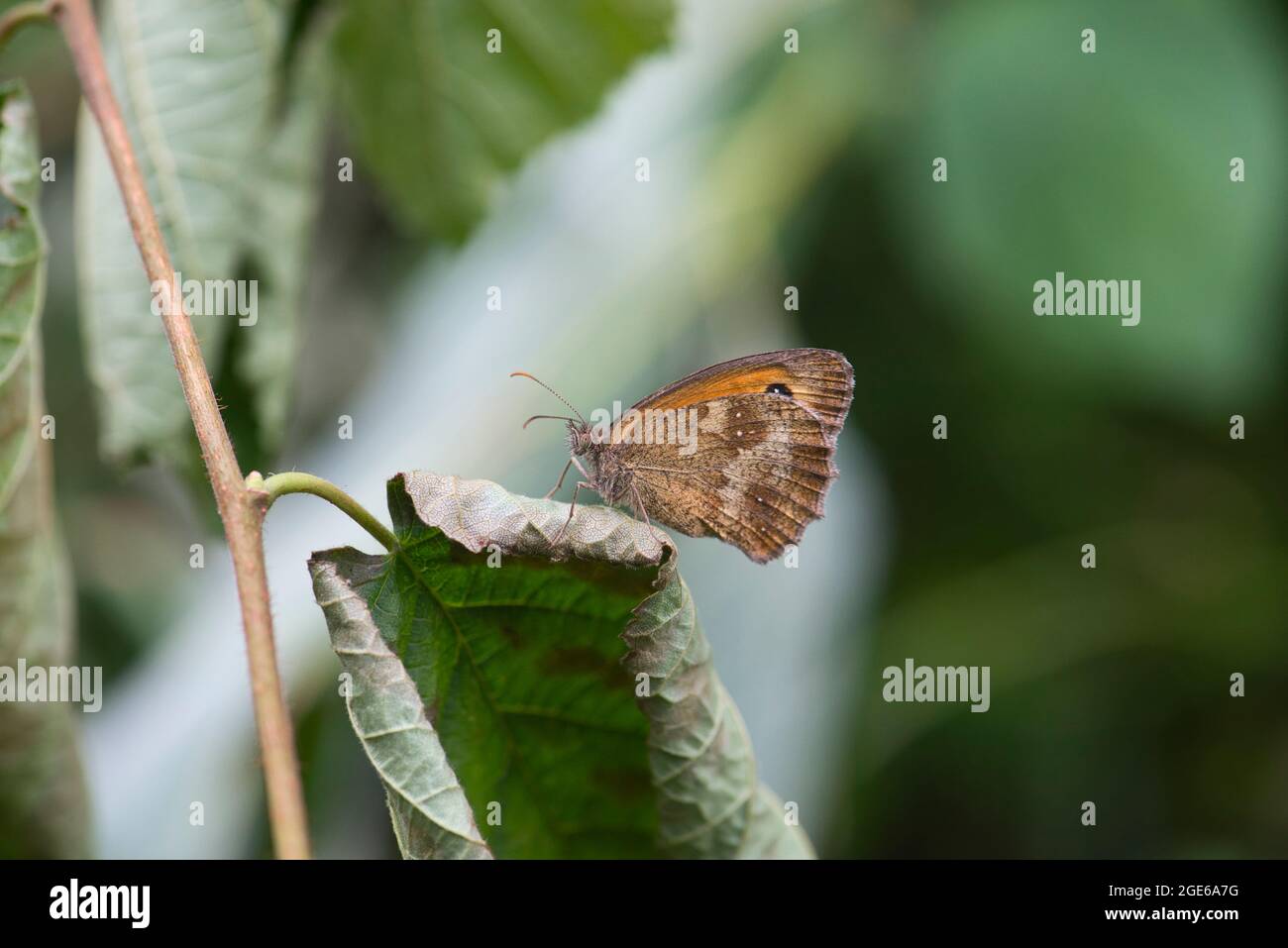 Underside of a gatekeeper butterfly (Pyronia tithonus) Stock Photo