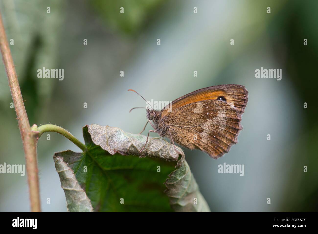 Underside of a gatekeeper butterfly (Pyronia tithonus) Stock Photo