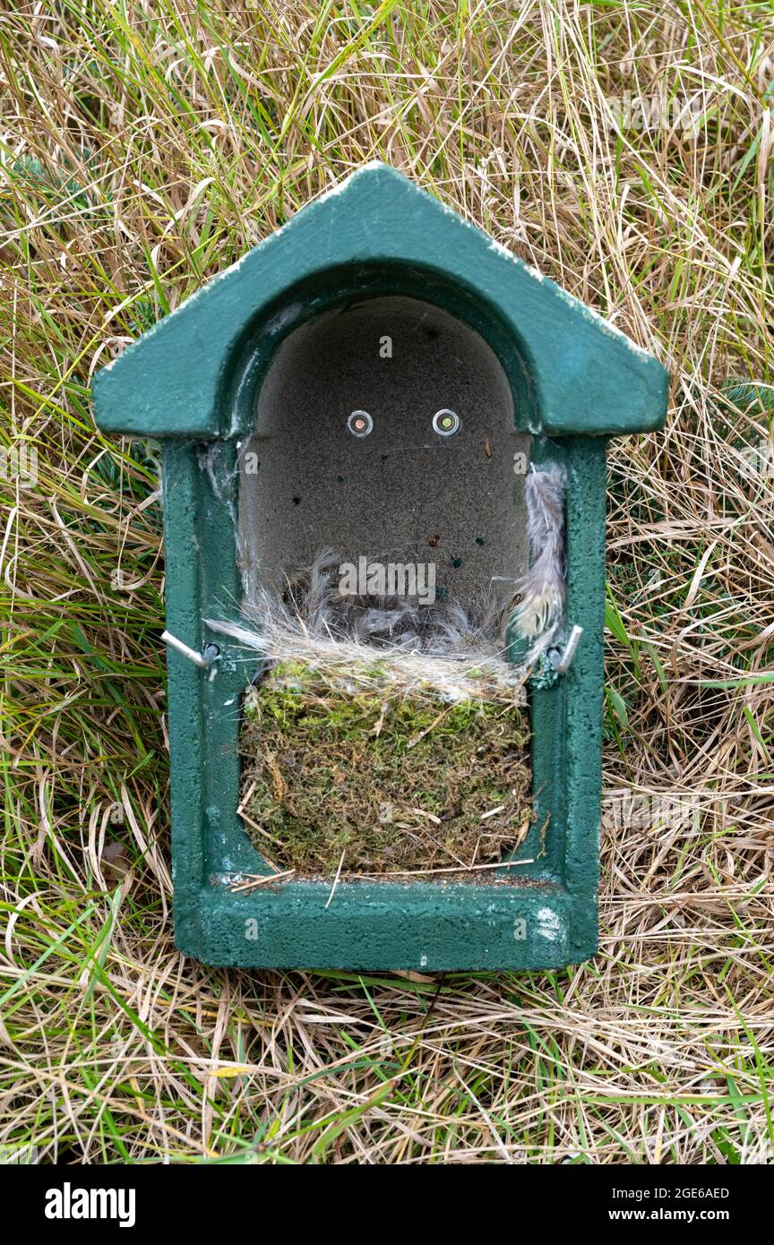 Inside a nest box being cleaned out after it has been used by nesting birds Stock Photo