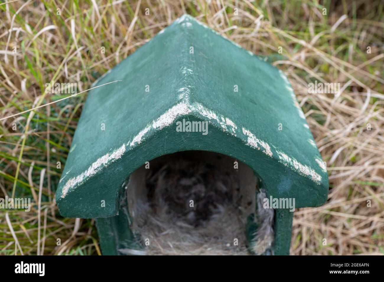 Damage to the top of a bird nest box caused by squirrels chewing on the roof. Stock Photo