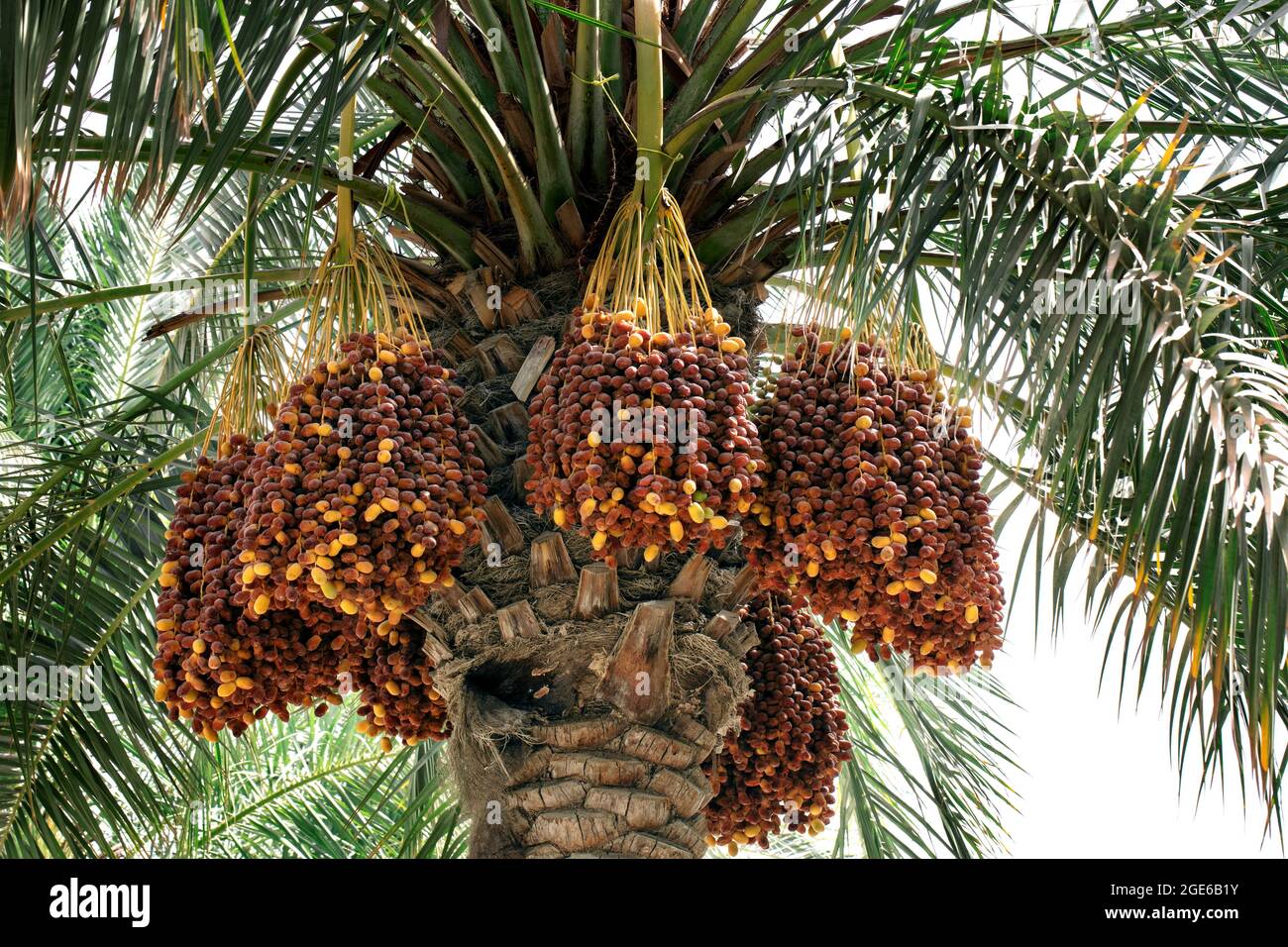 palm trees with dates QATAR Stock Photo Alamy