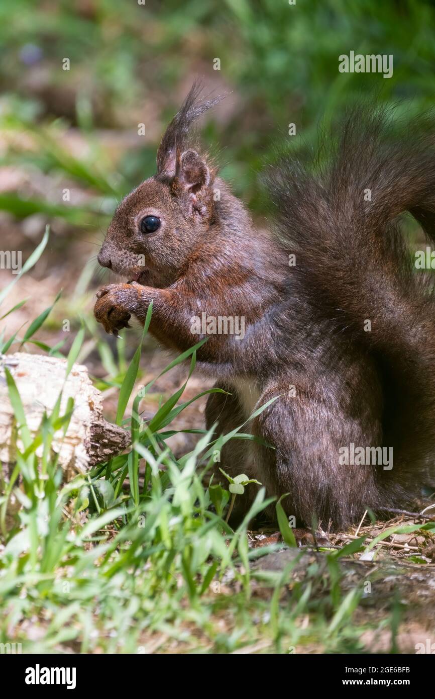 eichhörnchen, tier, nager, säugetier, wild lebende tiere, natur, Stock Photo