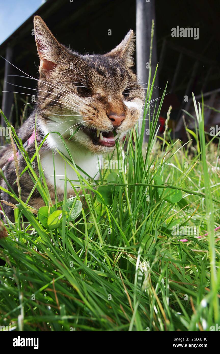Blind cat eating grass Stock Photo Alamy