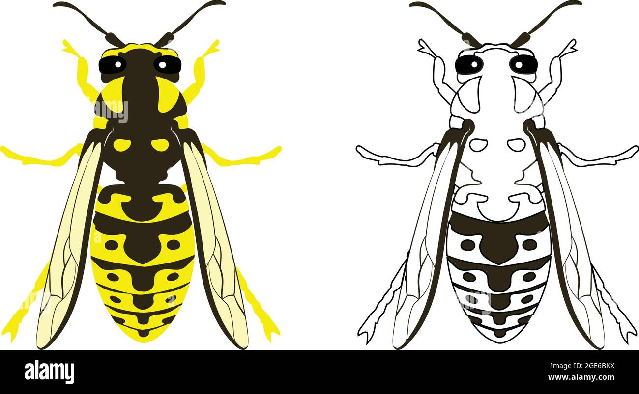 Yellow jacket wasp anatomy Cut Out Stock Images & Pictures Alamy