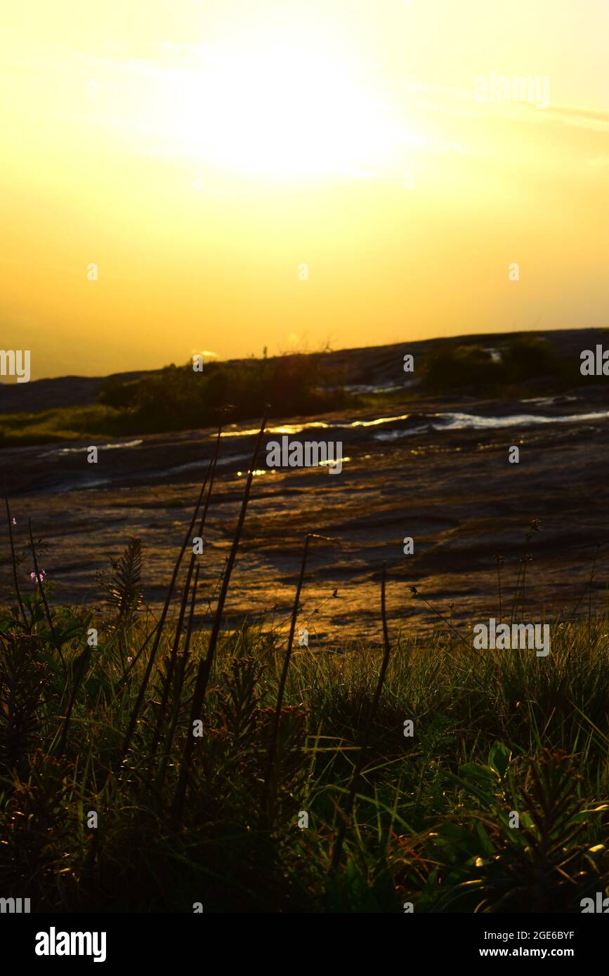 Flora and fauna of india hi-res stock photography and images - Alamy