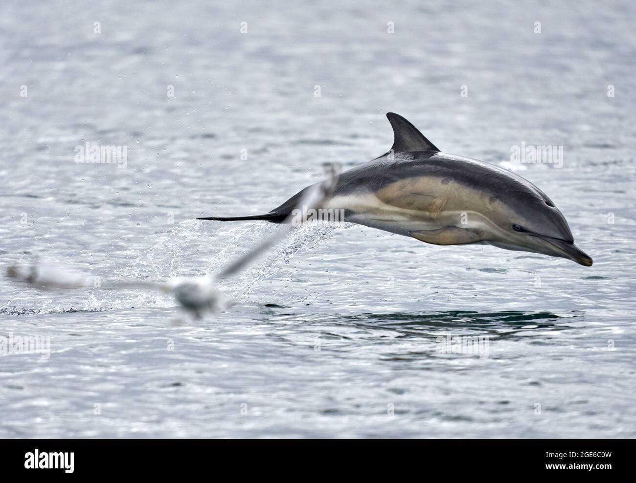 Telephoto shot of short beaked common dolphin airborne at sea being photobombed by a gull. Taken from a boat on the way to the Shiant Isles. Stock Photo