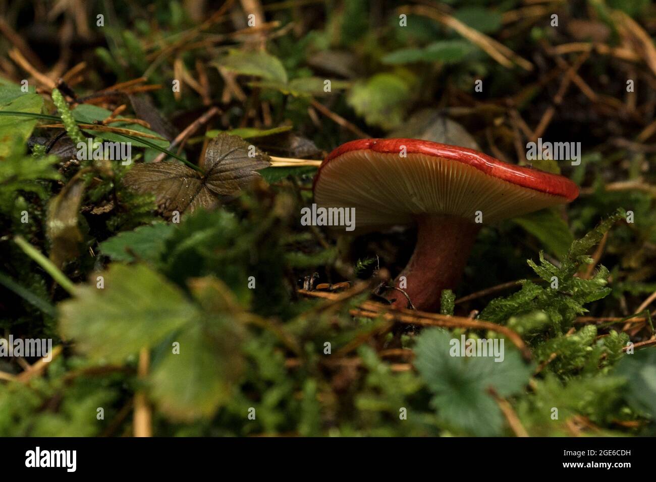 Mushrooms in the timber close shot Stock Photo