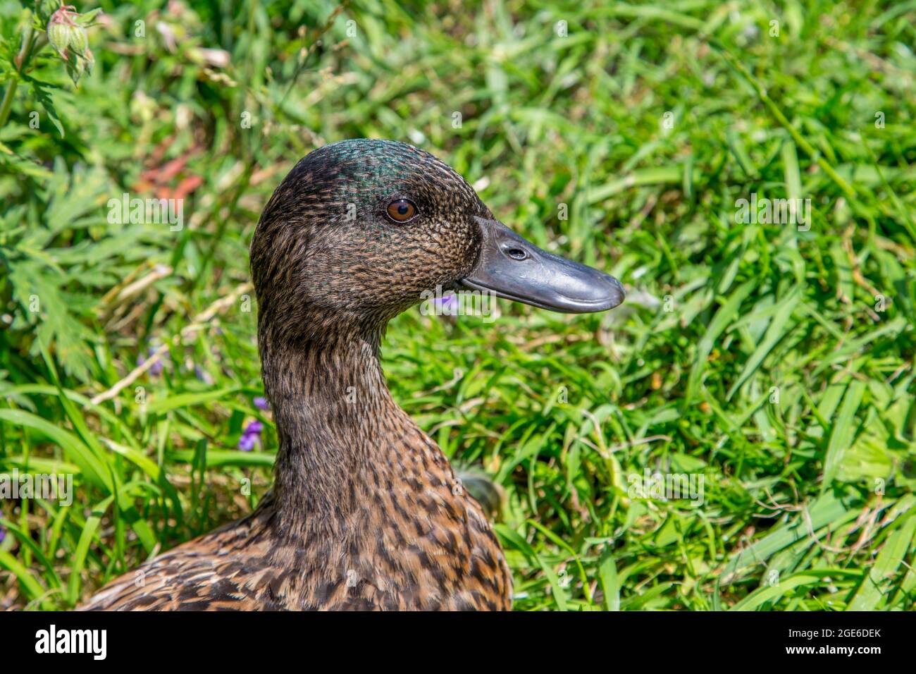 Female Mallard duck Stock Photo