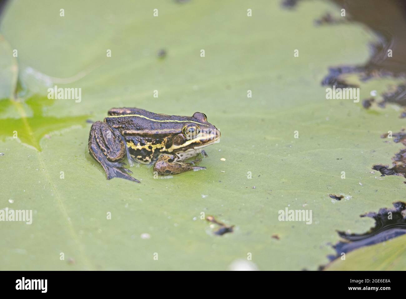 Northern Pool Frog (Pelophylax lessonae) Thompson Common Norfolk UK GB ...