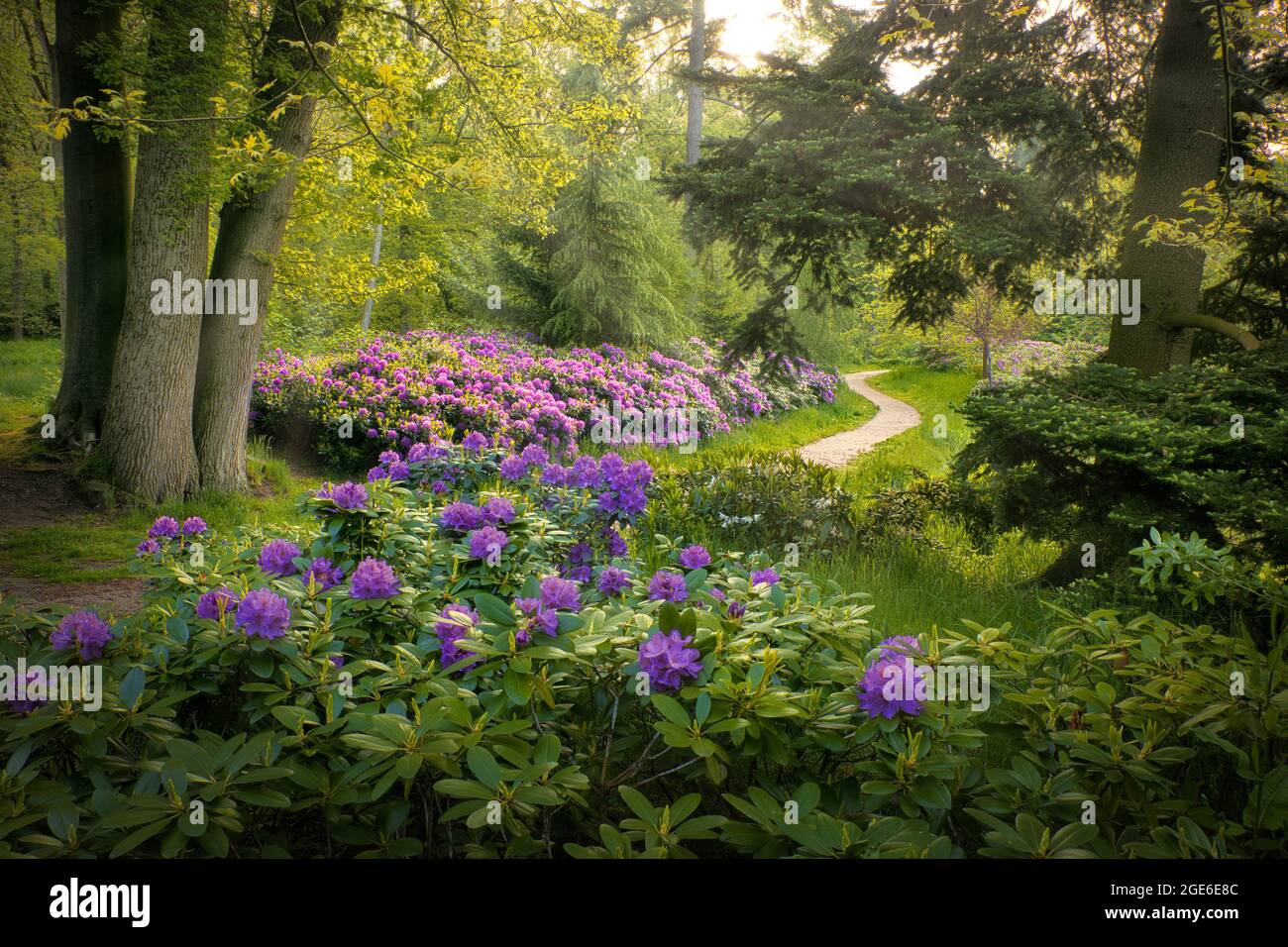 The Netherlands, Õs-Graveland, Rural estate Schaep en Burgh. Flowering rhododendrons. Stock Photo