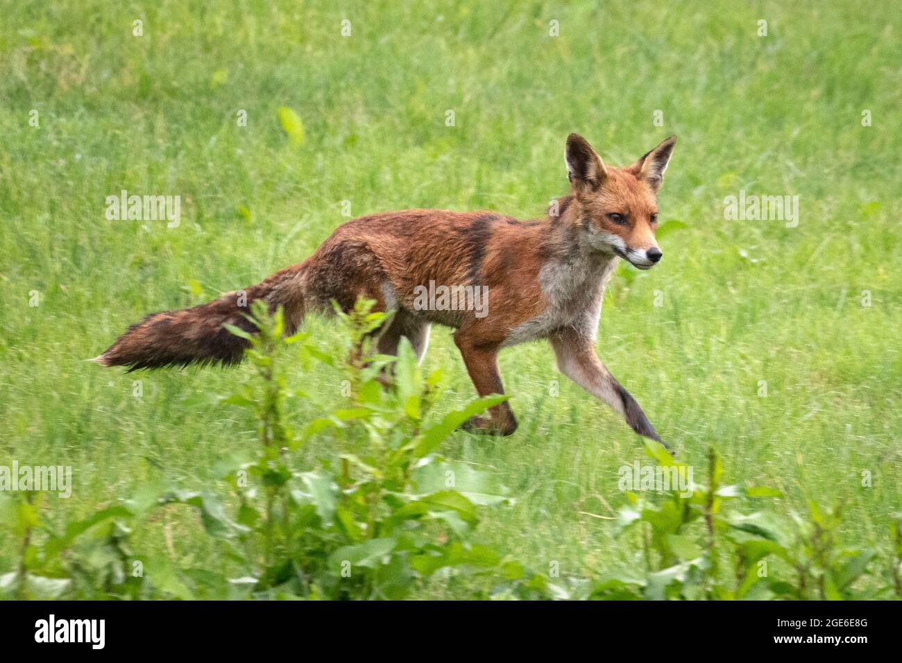 The Netherlands, Õs-Graveland, Rural estate Hilverbeek. Red fox. Stock Photo
