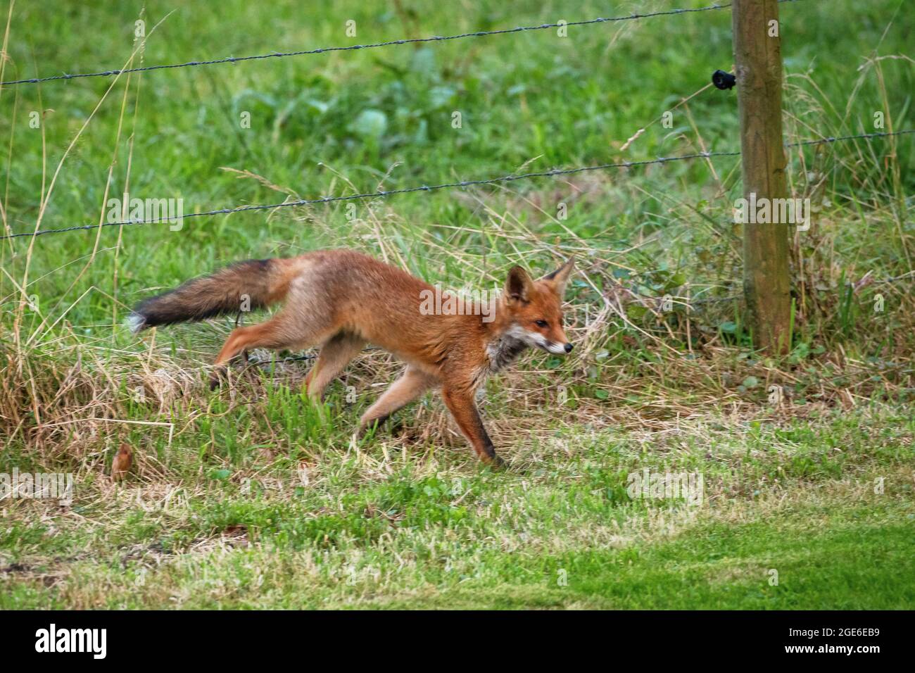 The Netherlands, Õs-Graveland, Rural estate Hilverbeek. Red fox entering garden. Fence. Stock Photo