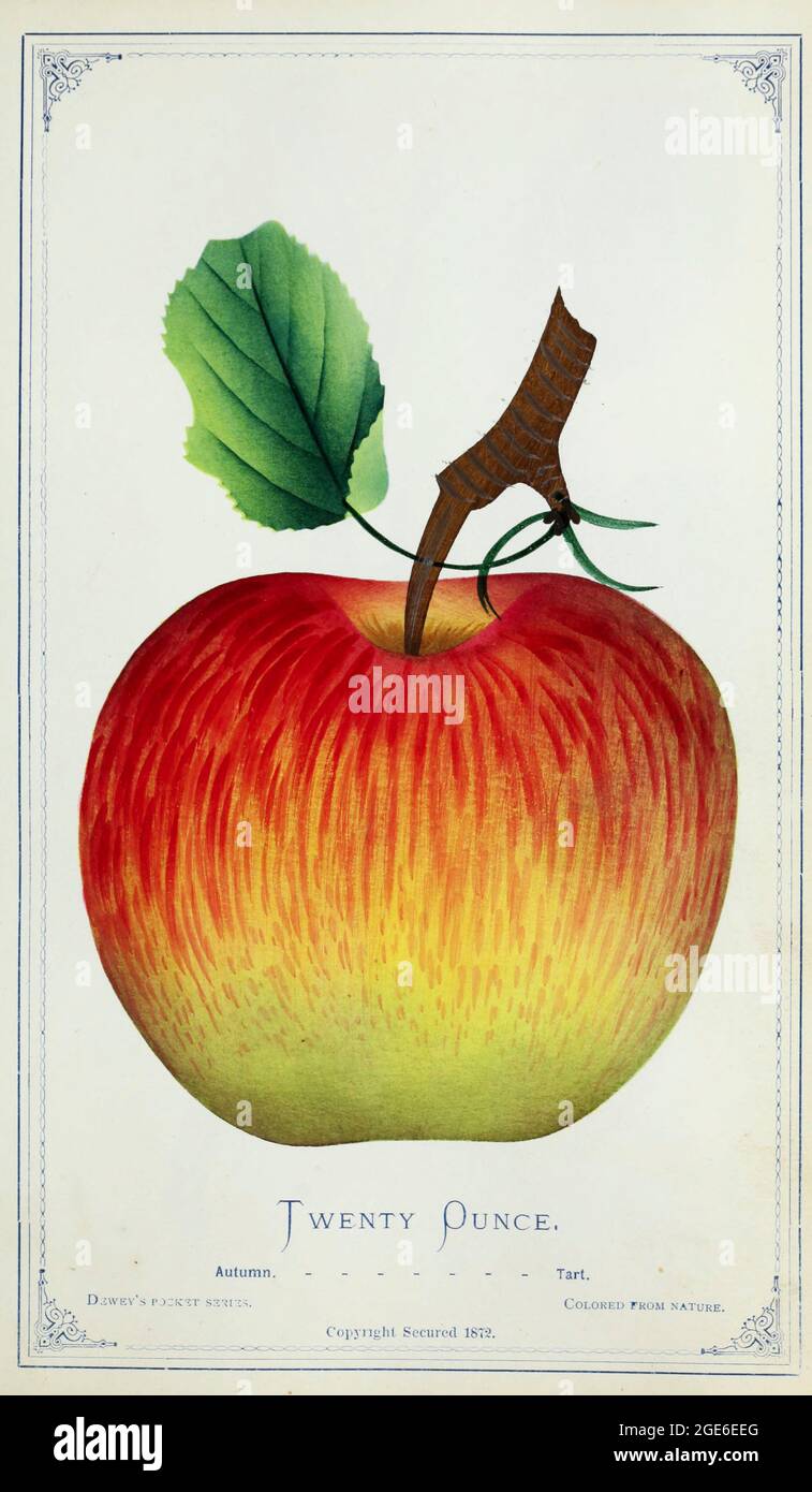Twenty Ounce Apple Variety from Dewey's Pocket Series ' The nurseryman's pocket specimen book : colored from nature : fruits, flowers, ornamental trees, shrubs, roses, &c by Dewey, D. M. (Dellon Marcus), 1819-1889, publisher; Mason, S.F Published in Rochester, NY by D.M. Dewey in 1872 Stock Photo