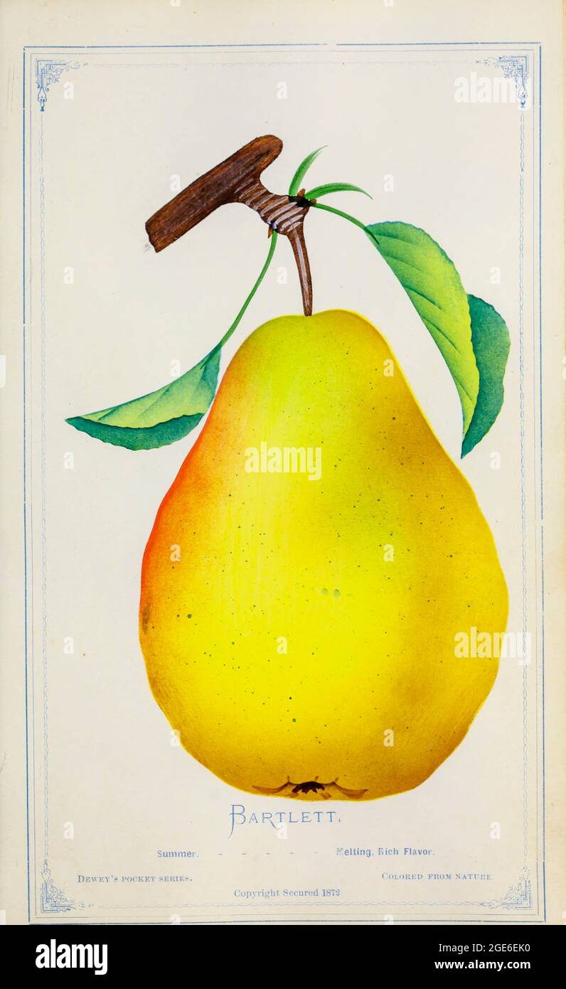 The Williams' bon chrétien pear, commonly called the Williams pear, or the Bartlett pear in the United States and Canada, is the most commonly grown variety of pear in most countries outside Asia. It is a cultivar (cultivated variety) of the species Pyrus communis, commonly known as the European Pear. The fruit has a bell shape, considered the traditional pear shape in the west, and its green skin turns yellow upon later ripening, although red-skinned derivative varieties exist. It is considered a summer pear, not as tolerant of cold as some varieties. It is often eaten raw, but holds its shap Stock Photo