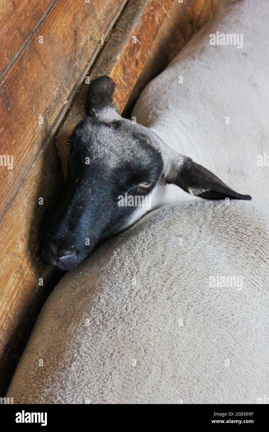 Domestic sheep wandering around the family farm Stock Photo Alamy