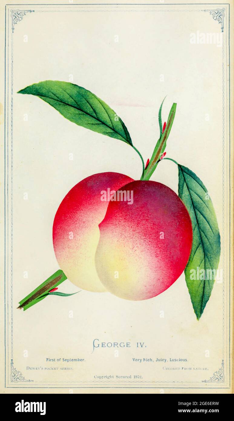 George IV Peach Cultivar from Dewey's Pocket Series ' The nurseryman's pocket specimen book : colored from nature : fruits, flowers, ornamental trees, shrubs, roses, &c by Dewey, D. M. (Dellon Marcus), 1819-1889, publisher; Mason, S.F Published in Rochester, NY by D.M. Dewey in 1872 Stock Photo