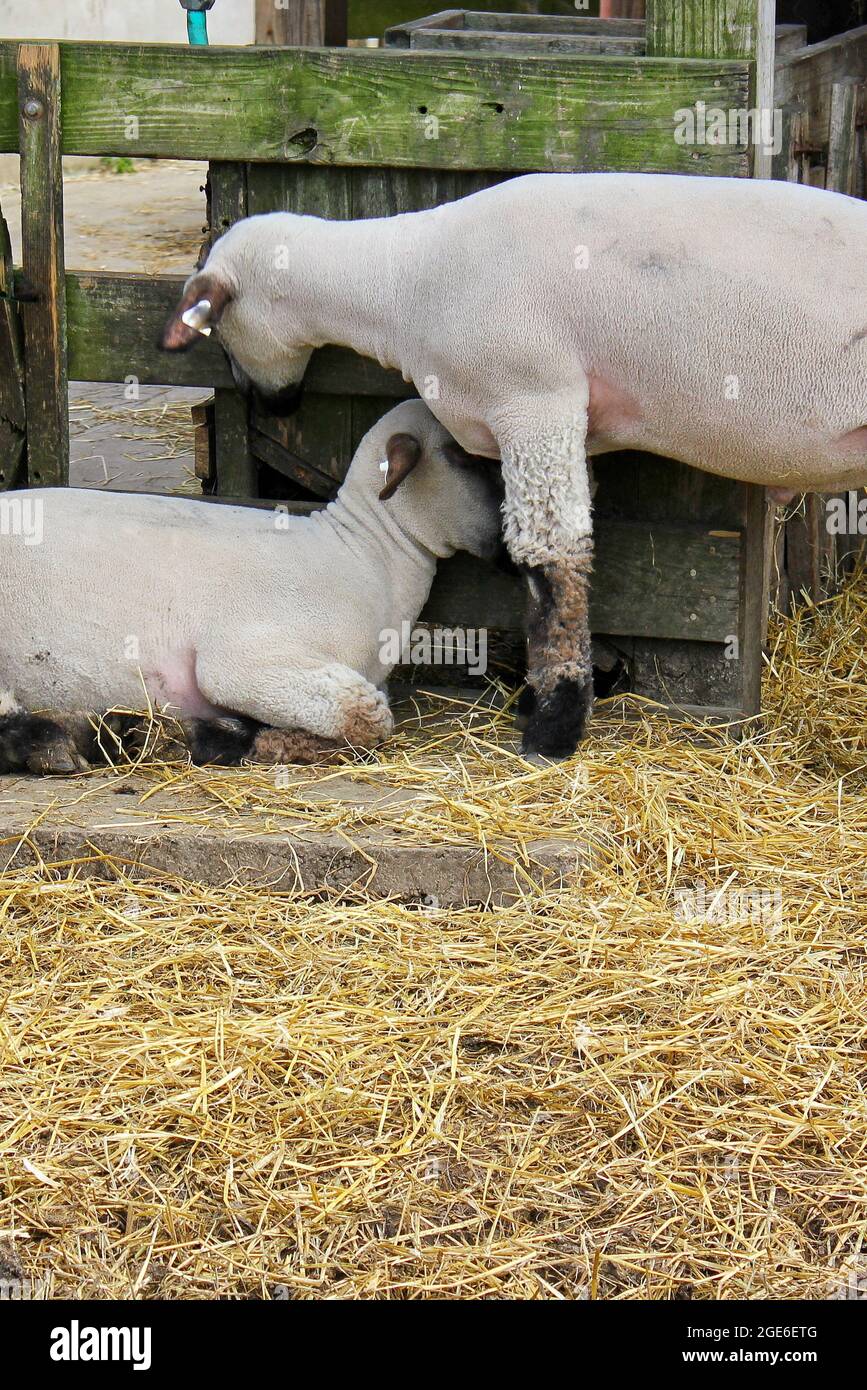 Domestic sheep wandering around the family farm Stock Photo Alamy