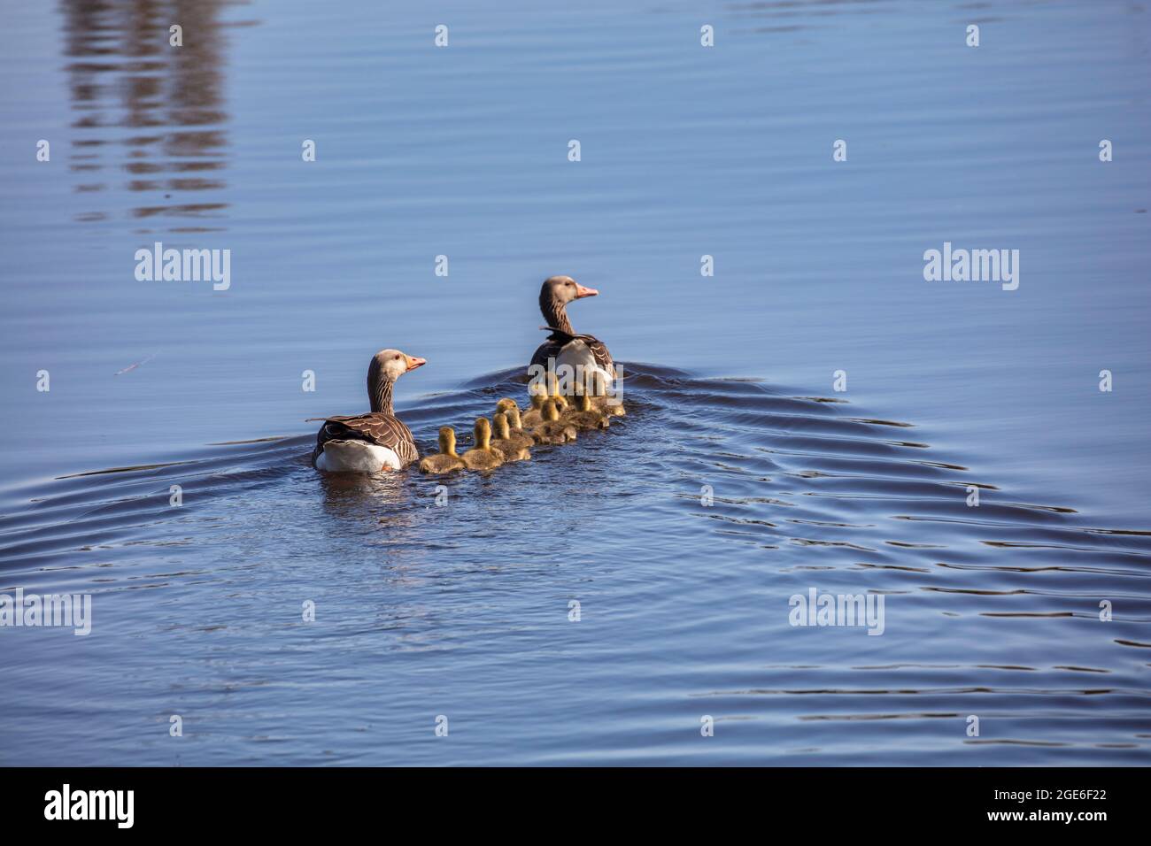 The Netherlands, De Meije, Family of greylag geese in De Meije river. Stock Photo