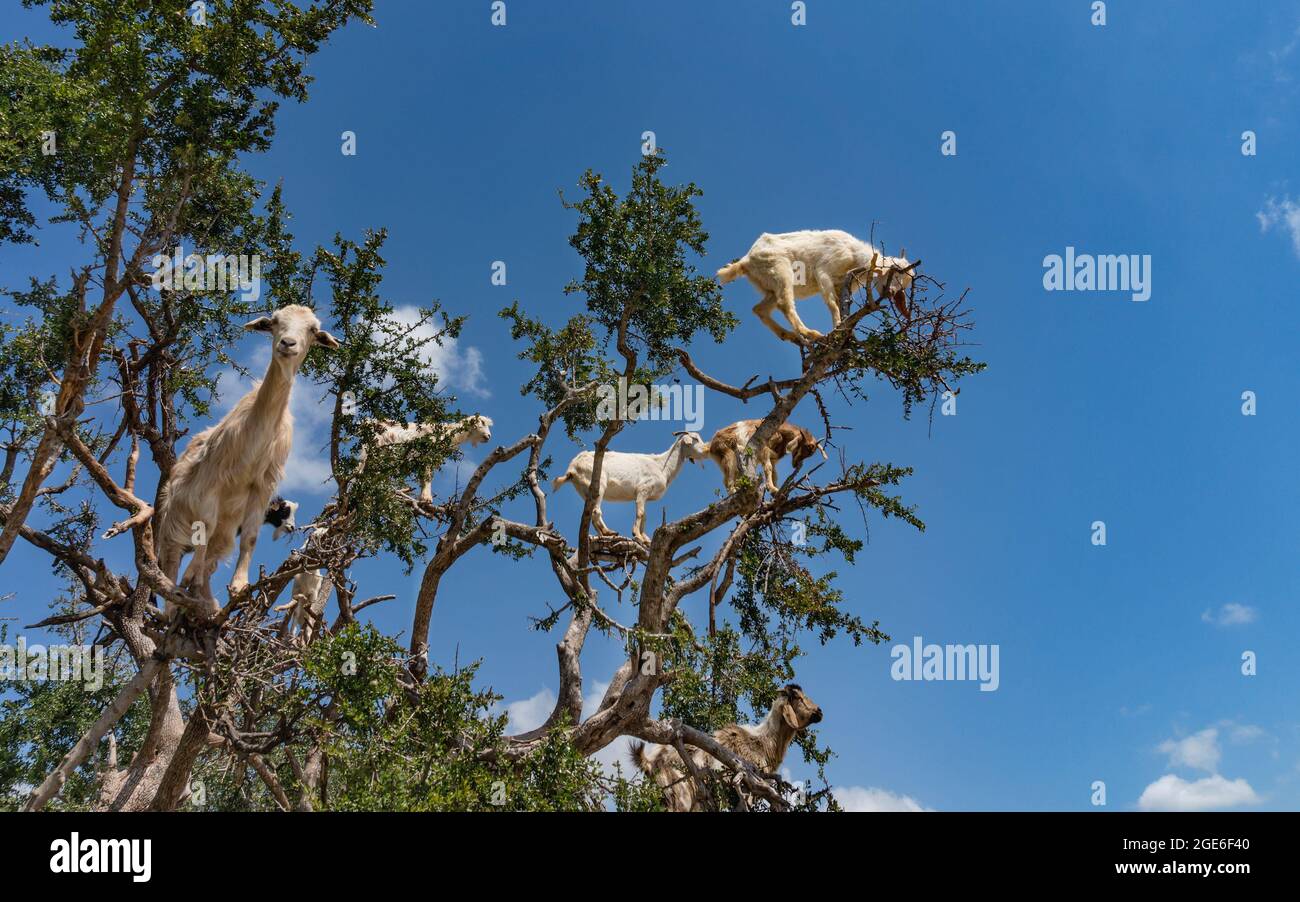 Goats (capra hircus aegagrus) perched on a Argan tree (argania spinosa), near Essaouira, Morocco Stock Photo