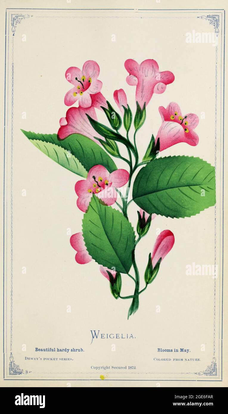 Weigelia: Grow Beautiful Weigela Shrubs