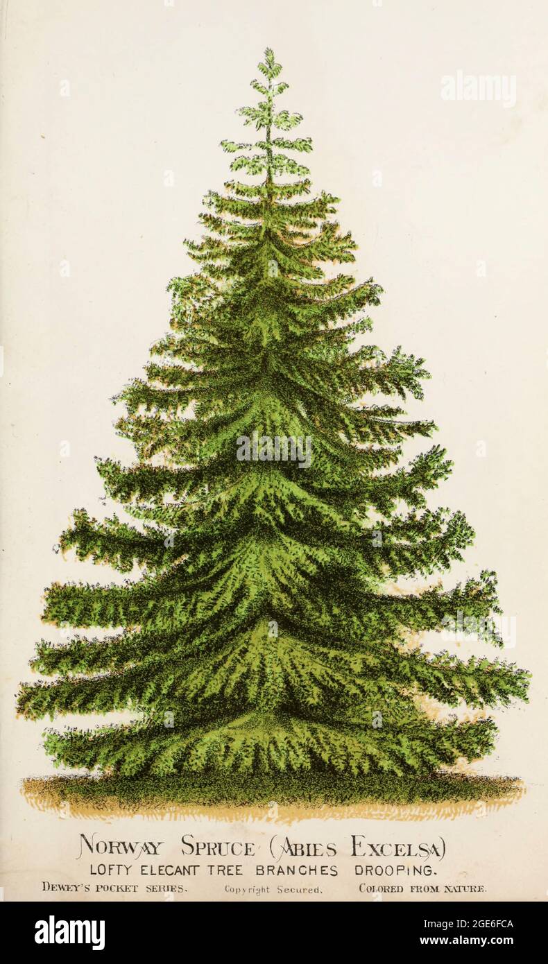Picea abies, the Norway spruce [Here as Abies Excelsa] or European spruce, is a species of spruce native to Northern, Central and Eastern Europe. from Dewey's Pocket Series ' The nurseryman's pocket specimen book : colored from nature : fruits, flowers, ornamental trees, shrubs, roses, &c by Dewey, D. M. (Dellon Marcus), 1819-1889, publisher; Mason, S.F Published in Rochester, NY by D.M. Dewey in 1872 Stock Photo