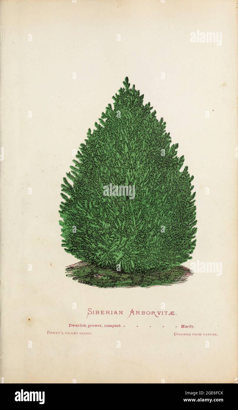 Siberian Arborvitae from Dewey's Pocket Series ' The nurseryman's pocket specimen book : colored from nature : fruits, flowers, ornamental trees, shrubs, roses, &c by Dewey, D. M. (Dellon Marcus), 1819-1889, publisher; Mason, S.F Published in Rochester, NY by D.M. Dewey in 1872 Stock Photo