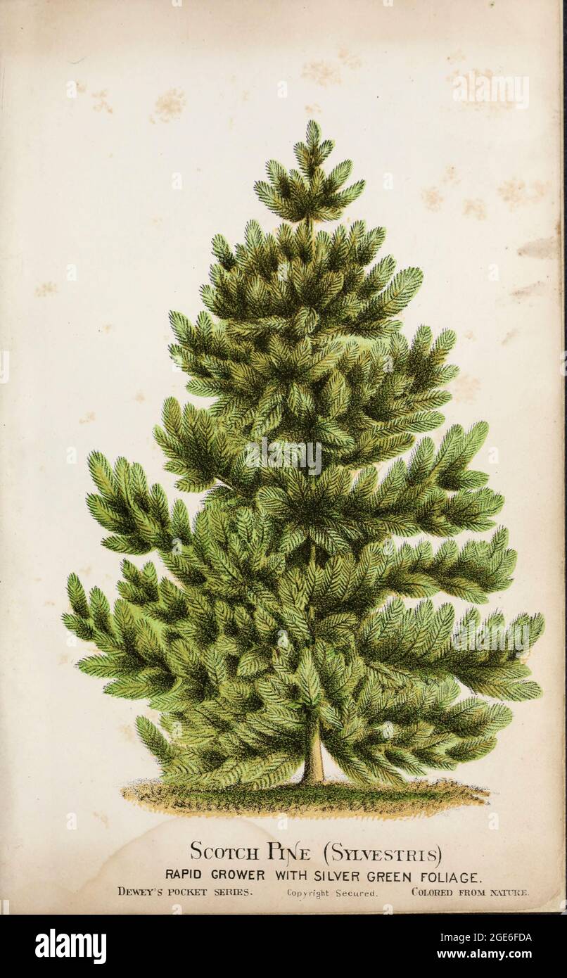Scotch Pine (Sylvestris) with Silver green foliage from Dewey's Pocket Series ' The nurseryman's pocket specimen book : colored from nature : fruits, flowers, ornamental trees, shrubs, roses, &c by Dewey, D. M. (Dellon Marcus), 1819-1889, publisher; Mason, S.F Published in Rochester, NY by D.M. Dewey in 1872 Stock Photo